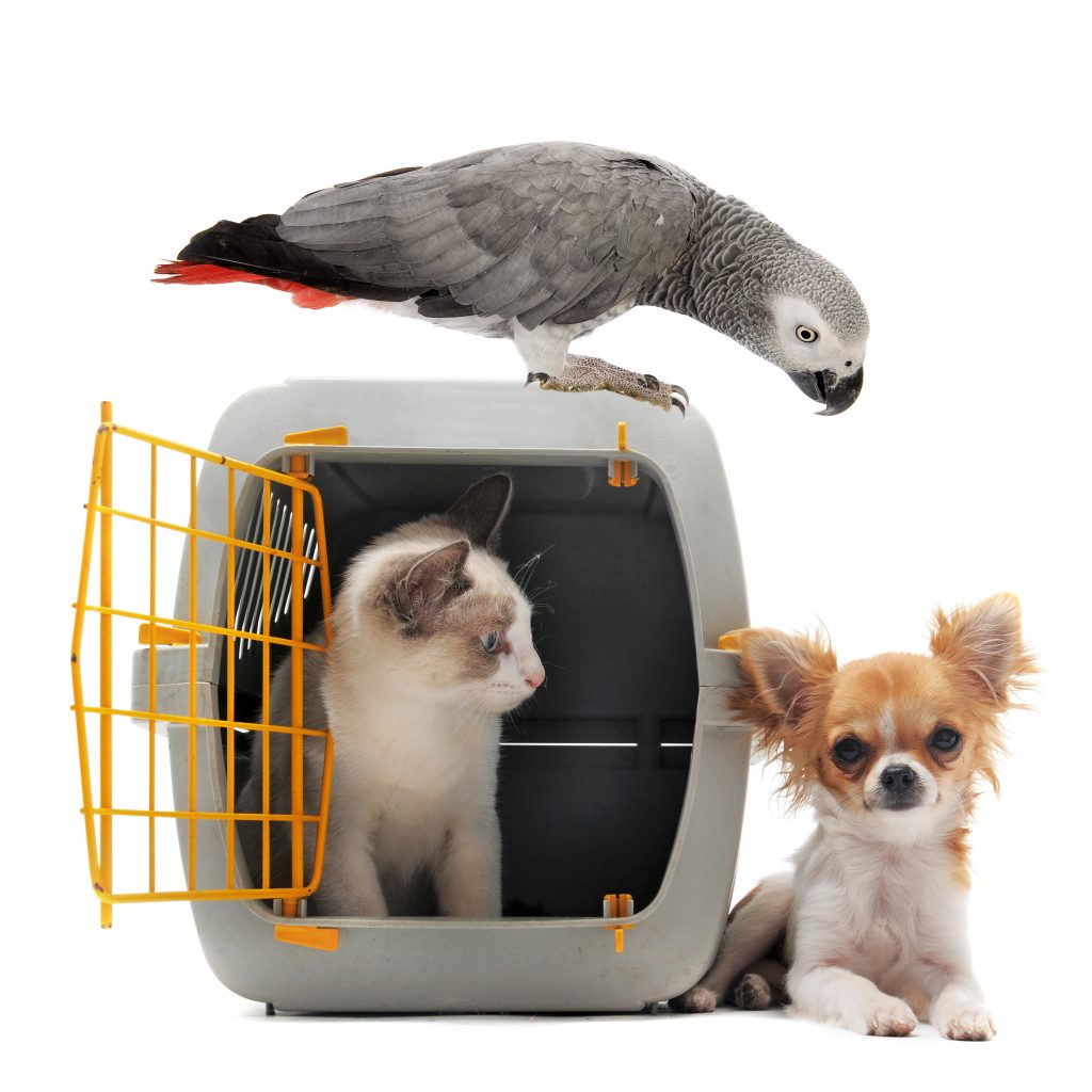 Pet Shipping Chudley Moving and Shipping